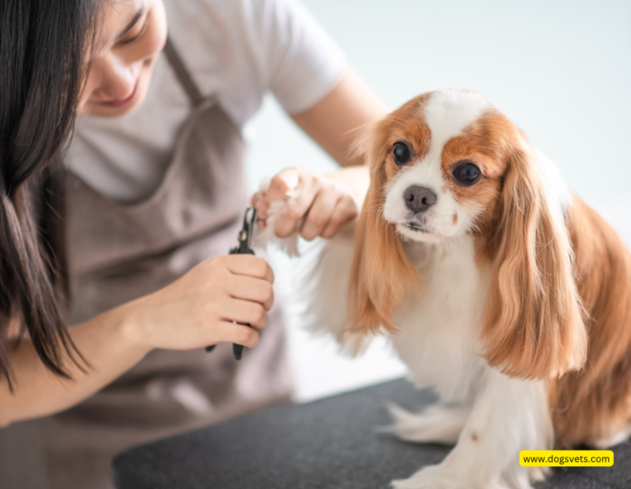 Best Pet Groomer in San Antonio 2024: Lucy’s Doggy Daycare and Spa